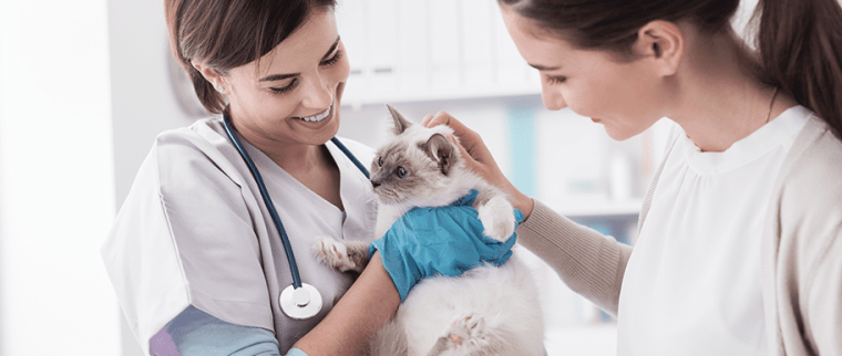 chat chez le vétérinaire